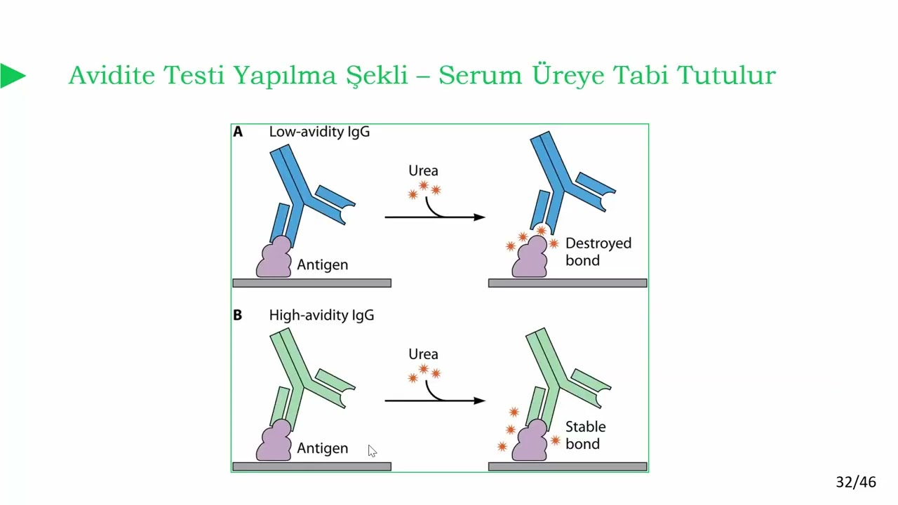 Gebelik ve Toksoplazmosis