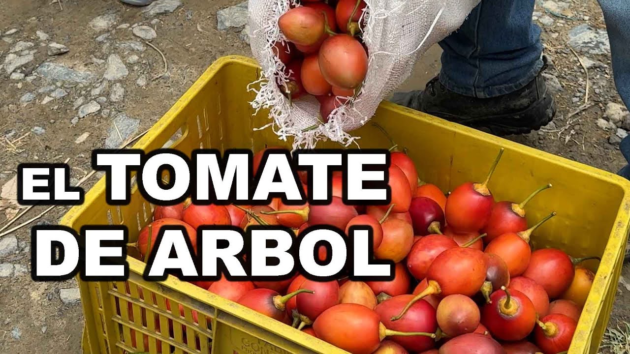 TODO SOBRE EL TOMATE DE ARBOL
