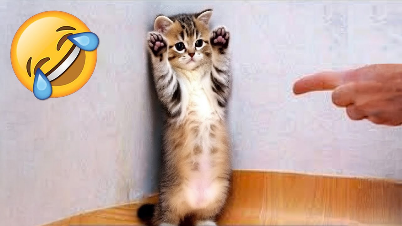 BEST Funny Cat & Dog Videos | Try Not To Laugh 😂😂
