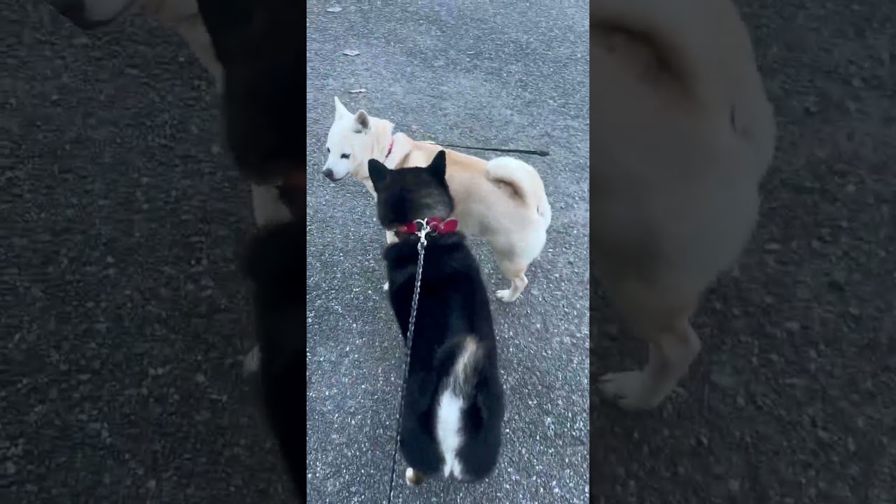 とある日の散歩