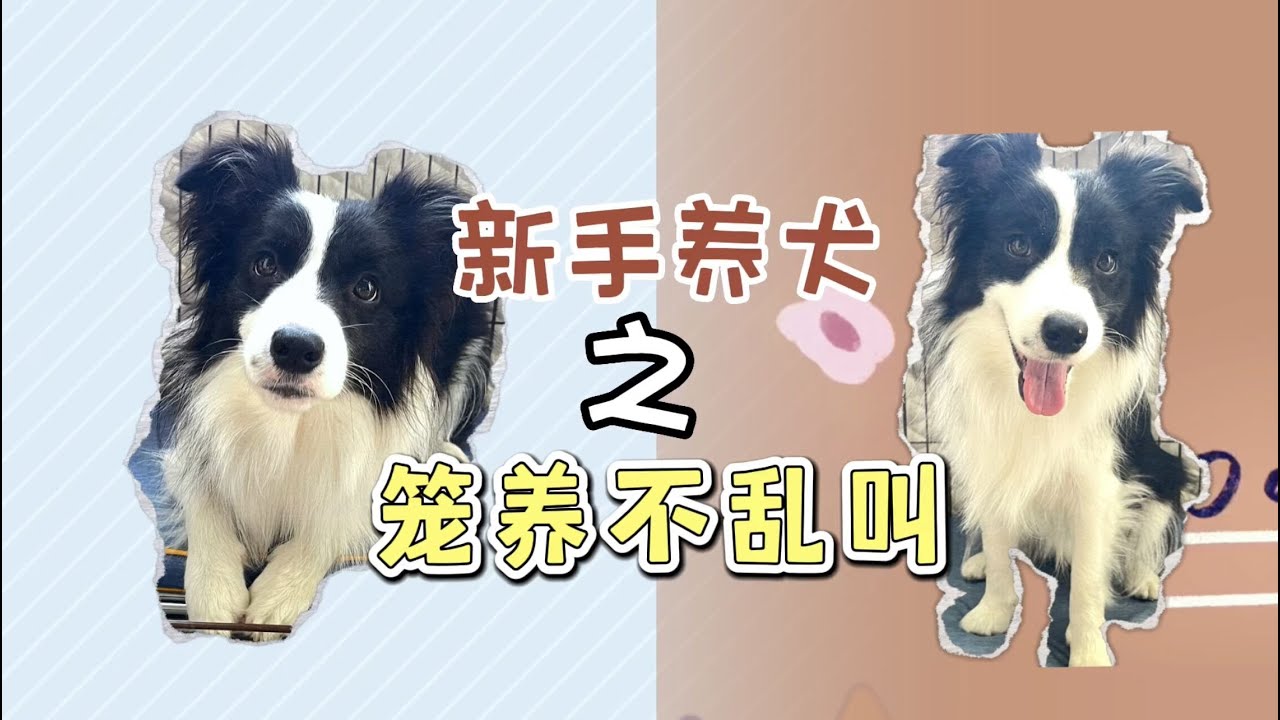 【新手养犬】如何解决狗狗笼养乱叫笼养散养如何过渡
