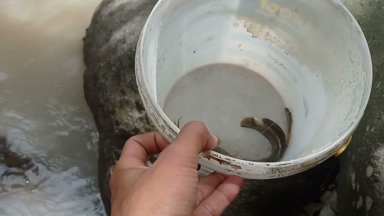 mancing ikan wader yg nyambar ikan lele lokal mantap