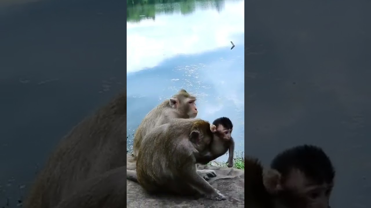 Cute Baby Monkey Cinn #Shorts 206