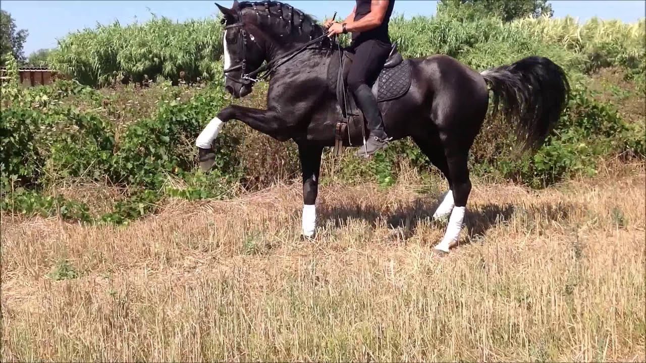 Rosario Mistretta - Dressage cheval haute école : balanceo piaffe pirouette passage