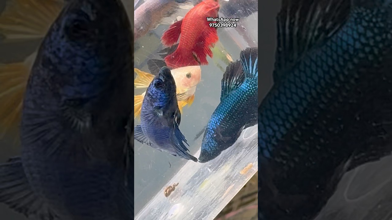 Betta fish sale #fish #salem #guppy #bettafish #trending #fishfarm #lowpricefish #fishmycare