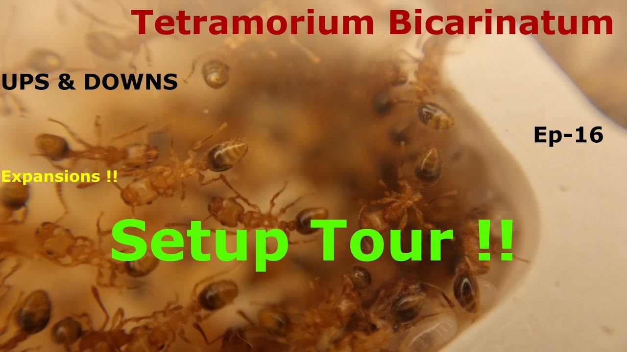 Tetramorium Bicarinatum - Ep-16 - Tour and waffling