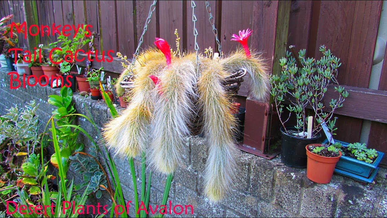 My Monkey Tail Cactus in Bud and Bloom | Cleistocactus colademononis