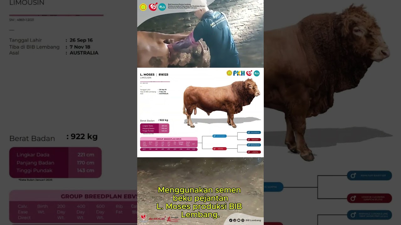Lahir Generasi Betina Unggul: Hasil IB Pejantan L. Moses Produksi BIB Lembang