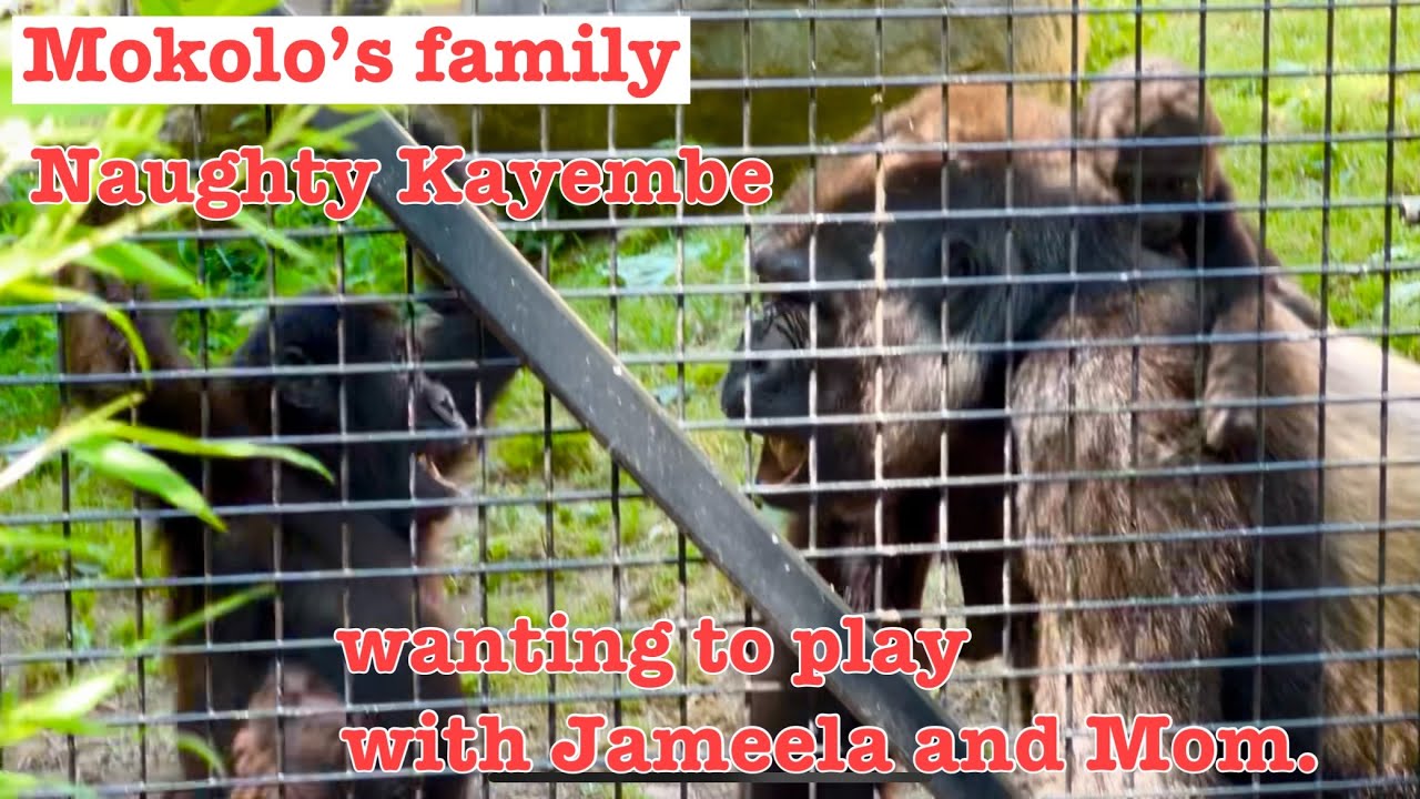 Mokolo’s family- Naughty gorilla Kayembe  wants to repeatedly play with Jameela and Mom.