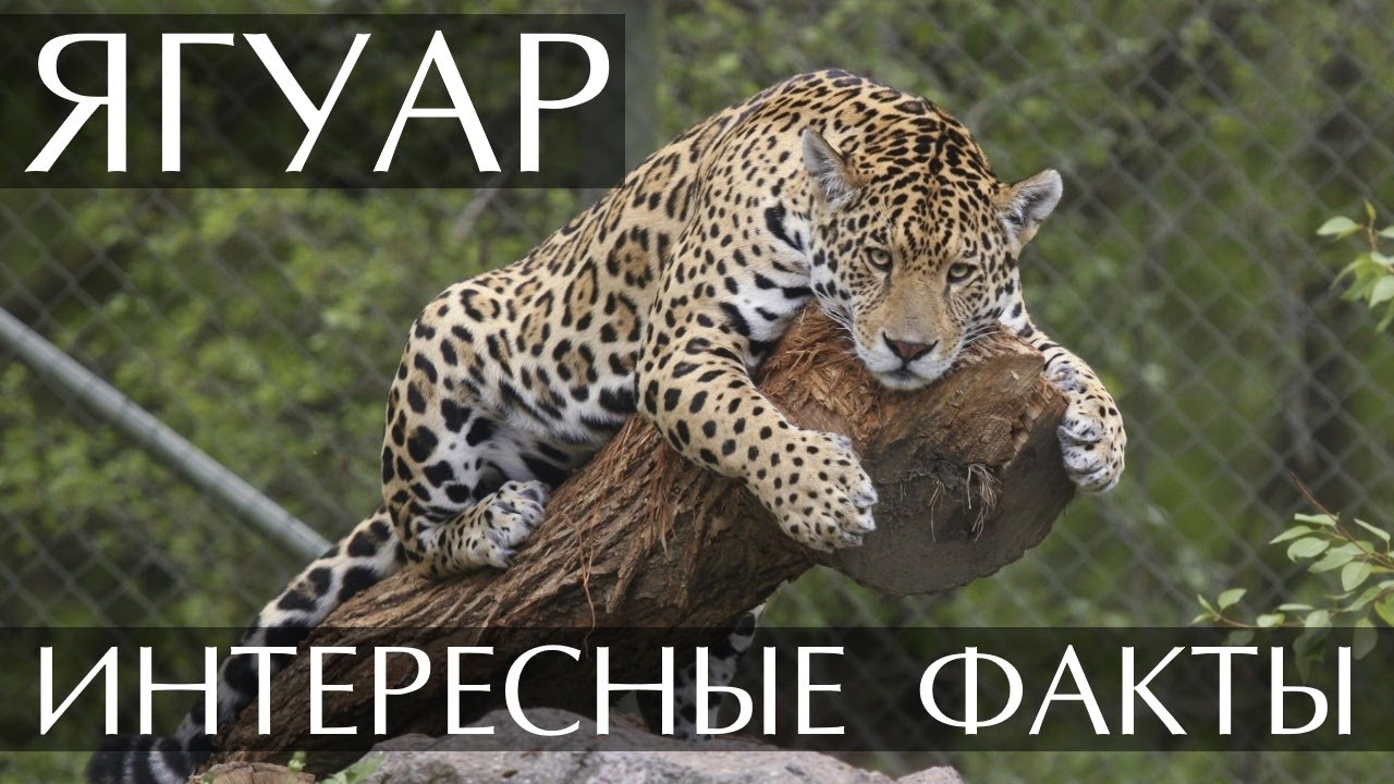 Ягуар - интересные факты
