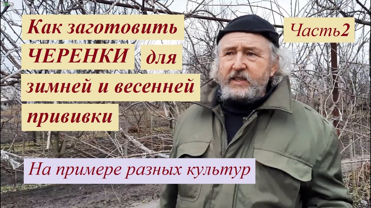 Заготовка черенков для прививки Ч2
