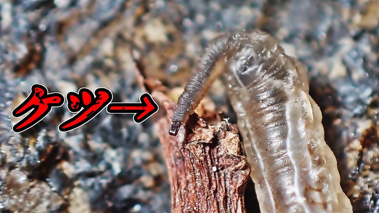 弱ってるのかよくわからんハエ目の幼虫？　Diptera　（蝿目）