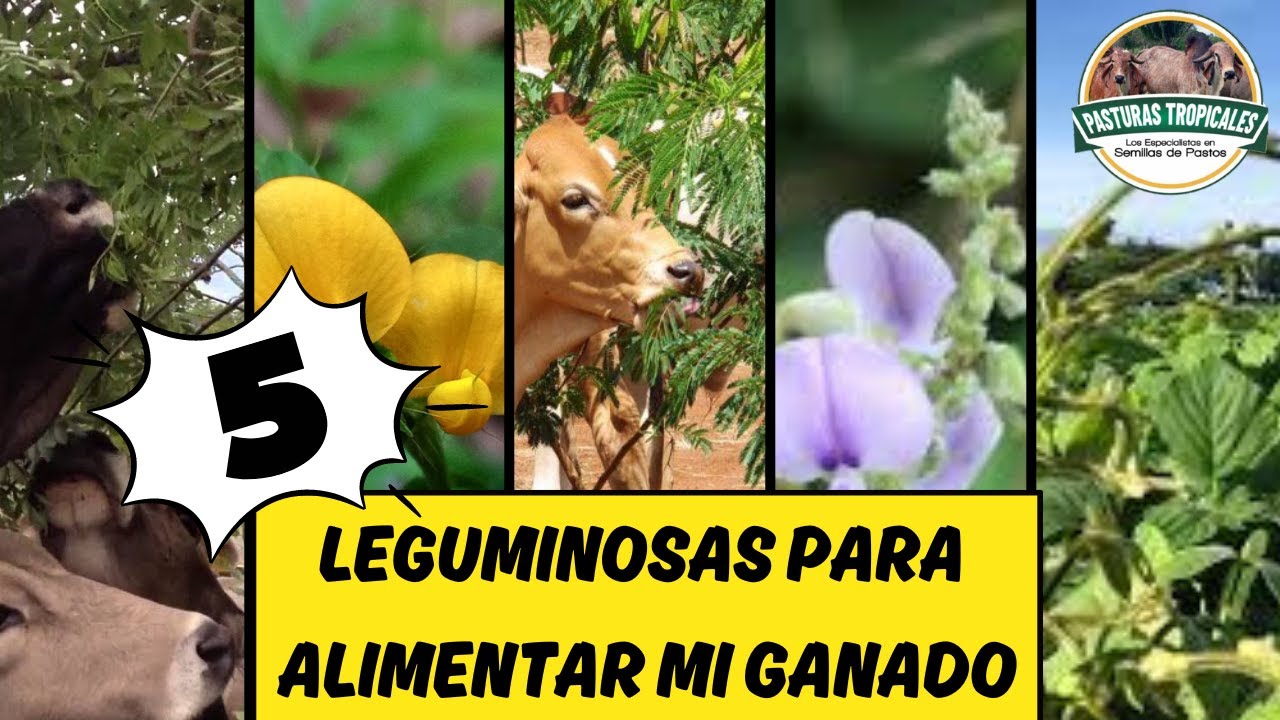 LEGUMINOSAS m&aacute;s usadas PARA ALIMENTAR MI GANADO 🌿🐄 #ganaderiacolombiana #ganaderoscolombia