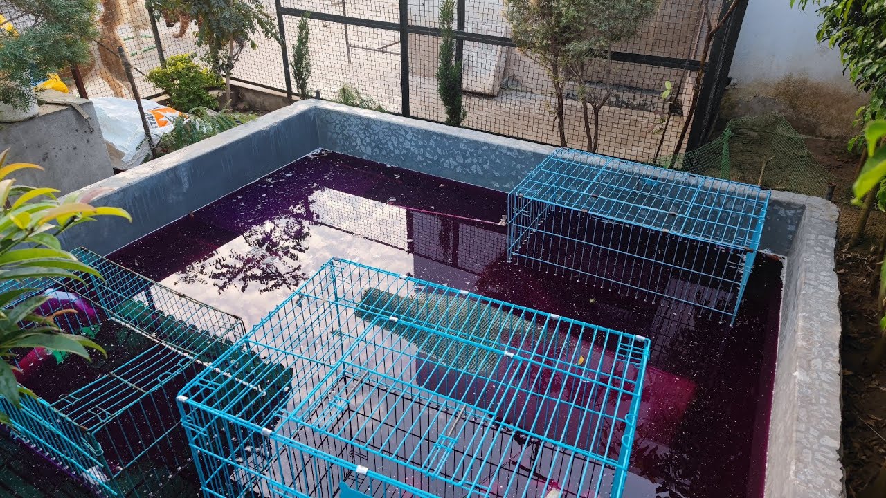 secret of dog breeding Dog House Dog kennel ideas Secret of Dog health and safety