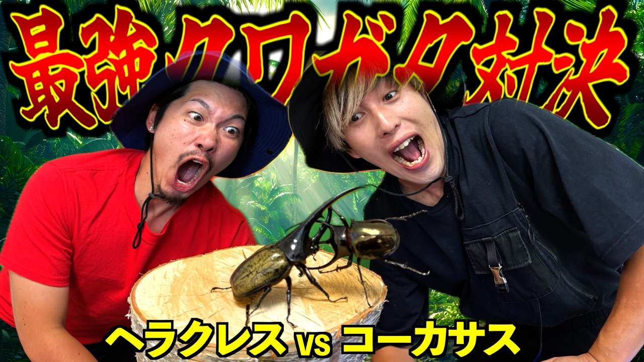 【ヘラクレスvsコーカサス】海外で野生のカブトムシ捕まえて最強を決めたらヤバいことに…