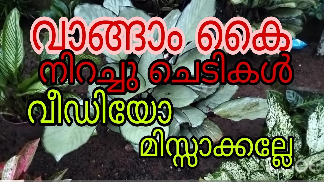 വീഡിയോ മിസ്സാക്കല്ലേ വാങ്ങാം കൈ നിറയെ ചെടികൾ 😱Tasty world 