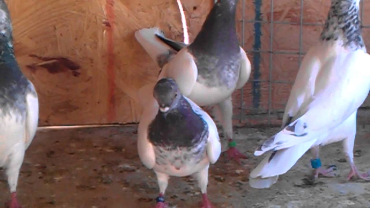 Pigeons Pertlov ( Highflying Budapest) USA