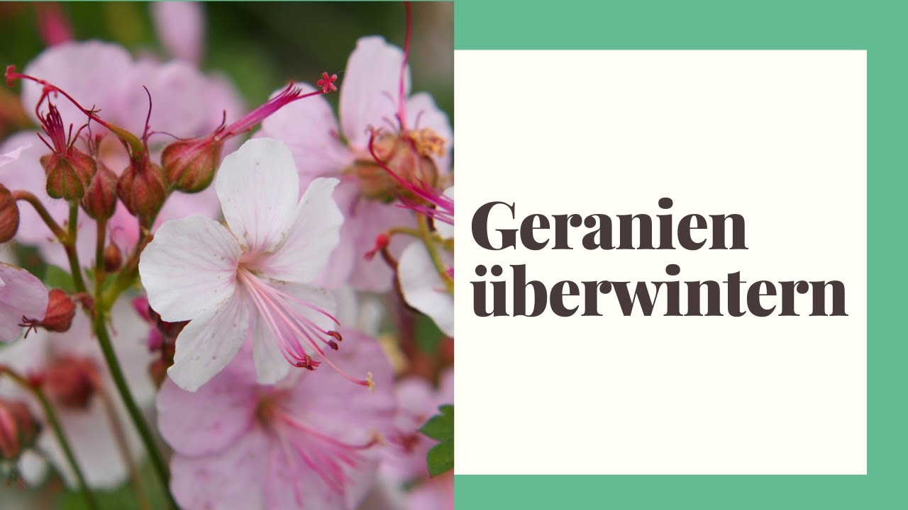 Geranien &uuml;berwintern - So werden Geranien im Winter richtig gepflegt