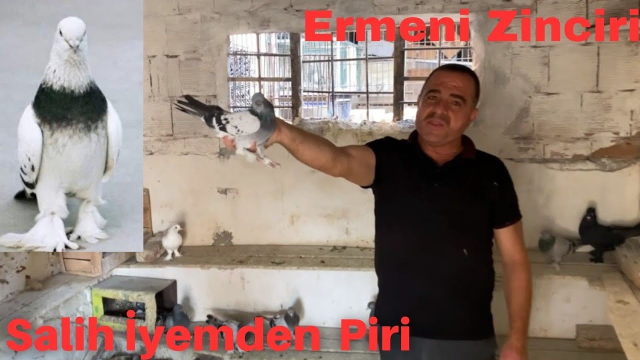 Salih İyem #ermenizincirikuşlarınpiri Mehmet Olcar #oyunkuşu#mardinkuşu #mardingüvercini