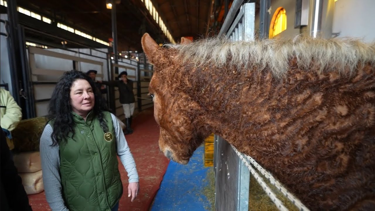 Una mujer cría caballos con rulos: 
