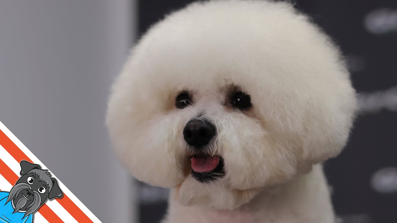 How to groom a Bichon frise