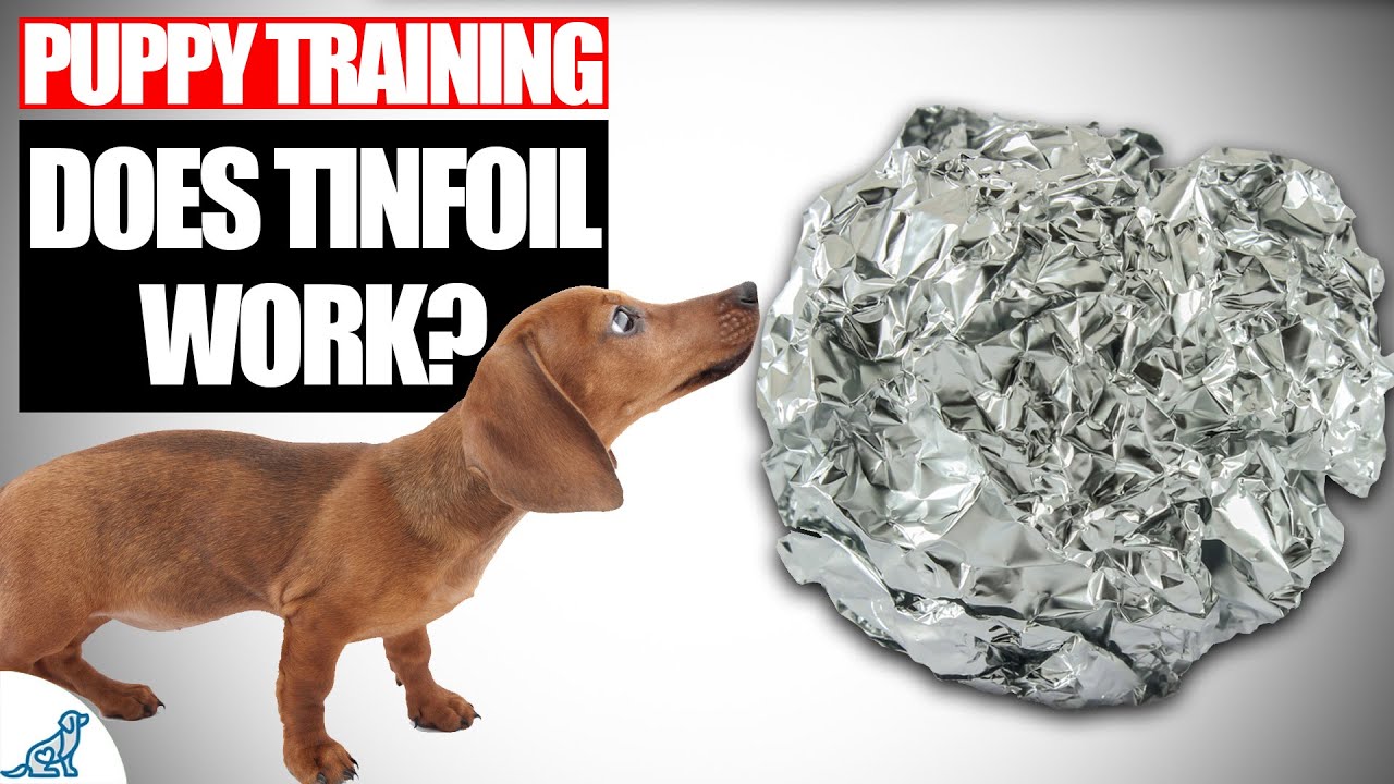 Does Aluminum Foil Stop Your Dog From Jumping Up On The Couch?
