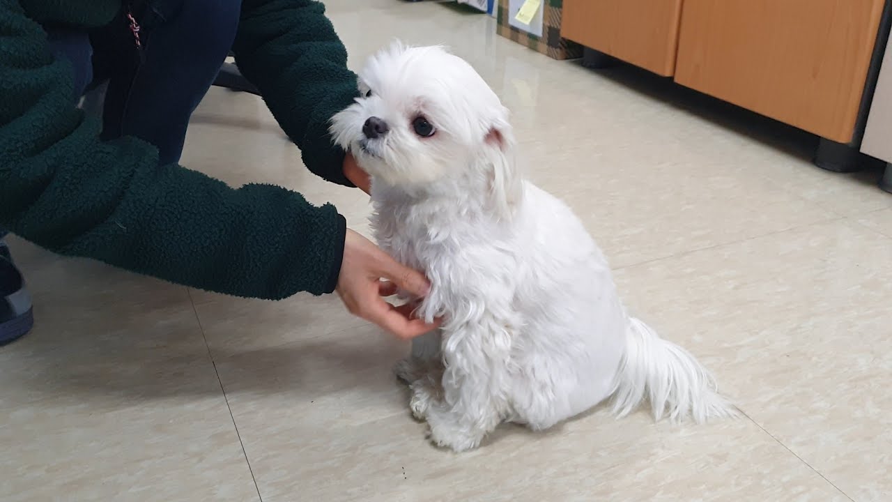 애교쟁이 강아지를 회사에 데려가면 생기는 일
