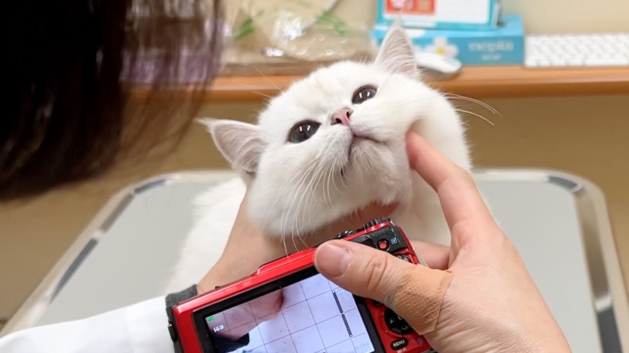 Лео, котенок, которого наконец приговорили в больнице...