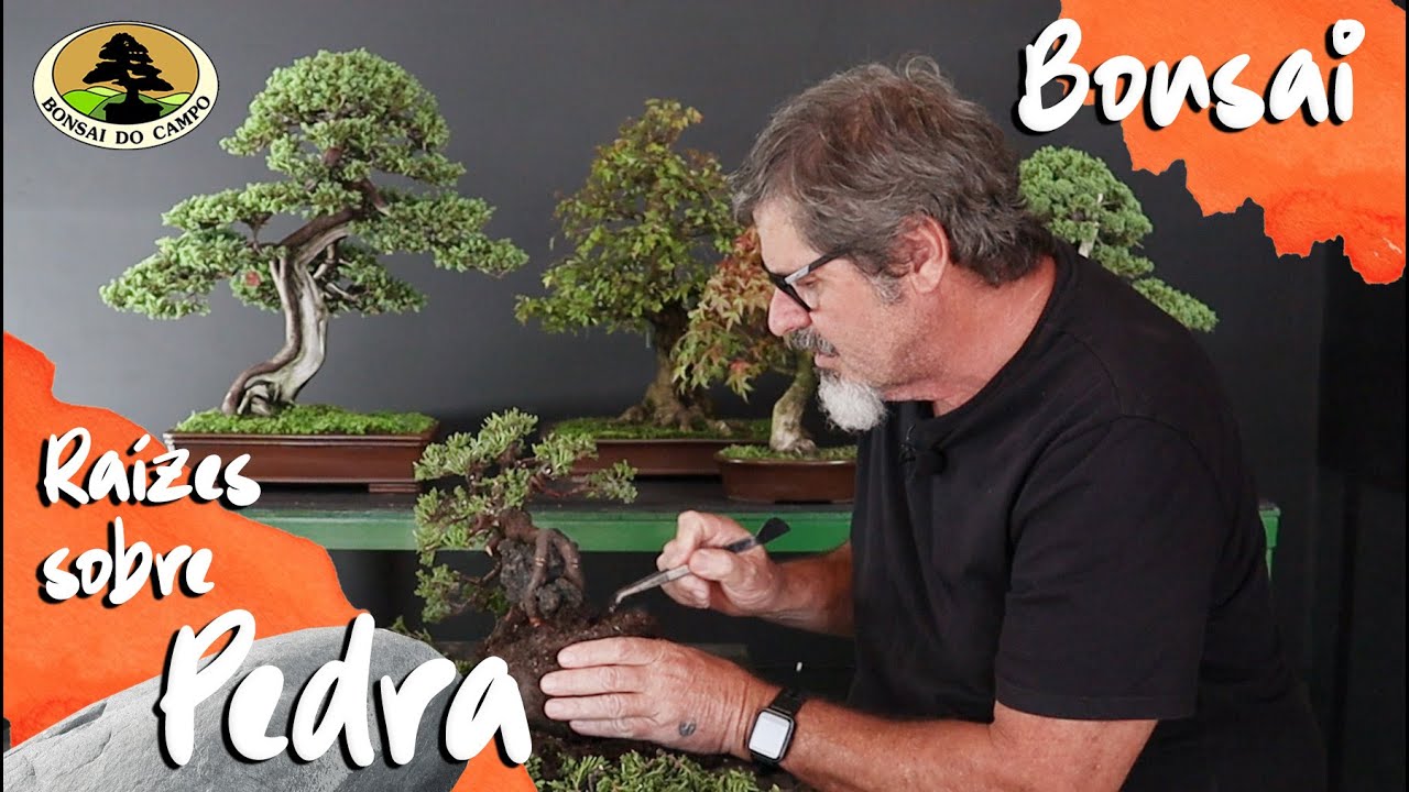 BONSAI ESTILO RAÍZES SOBRE PEDRA - ISHITSUKI
