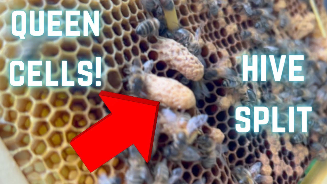 Splitting a Honey bee hive. How to split a honeybee colony!