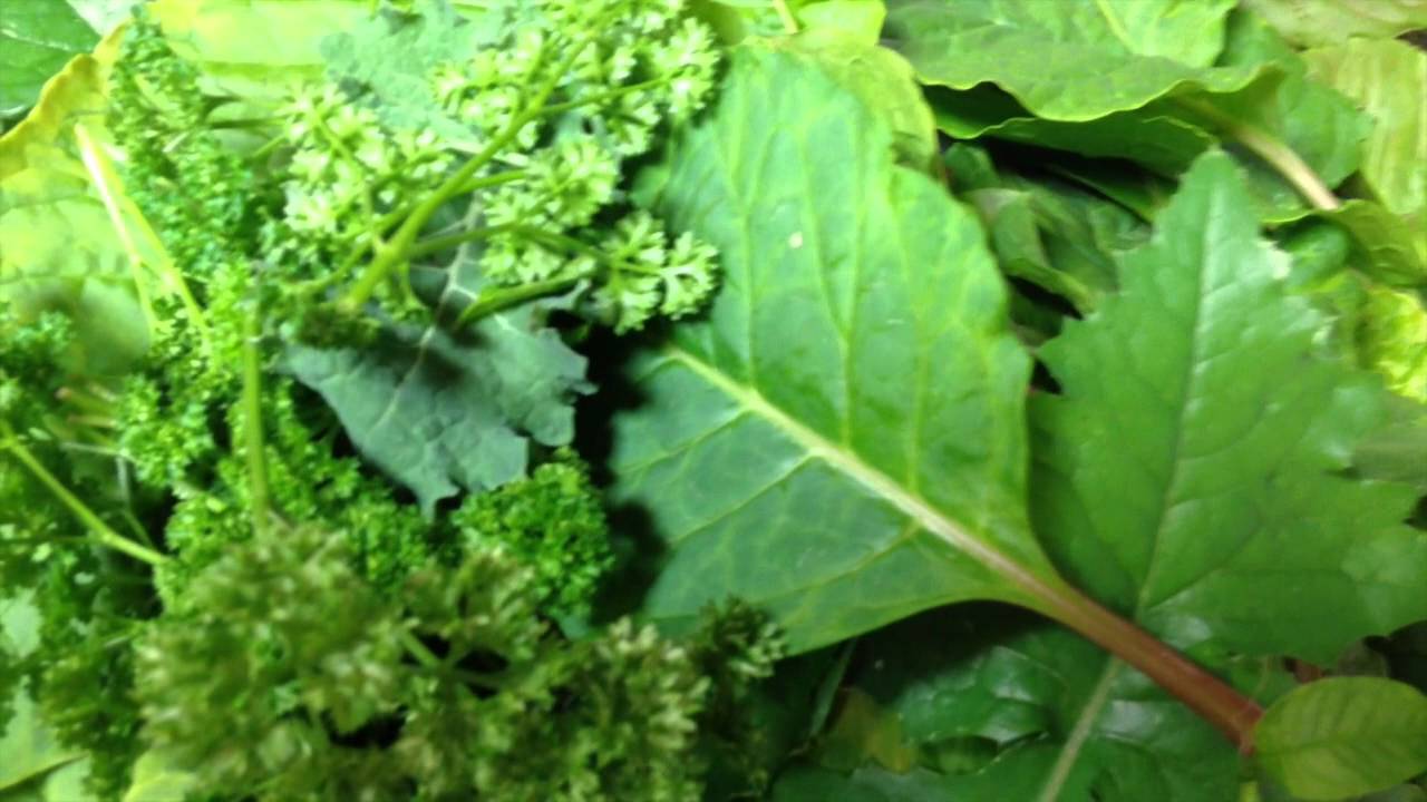How to save money-free food for live feeders