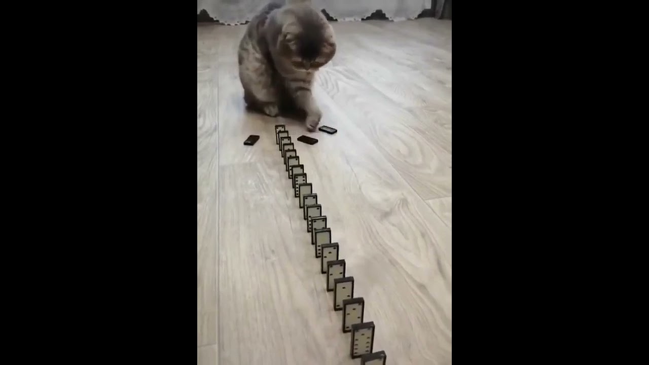 Domino Cat! Cute Cats Funny Cats #Shorts  #dominocat #funnyanomals #funnyvideos