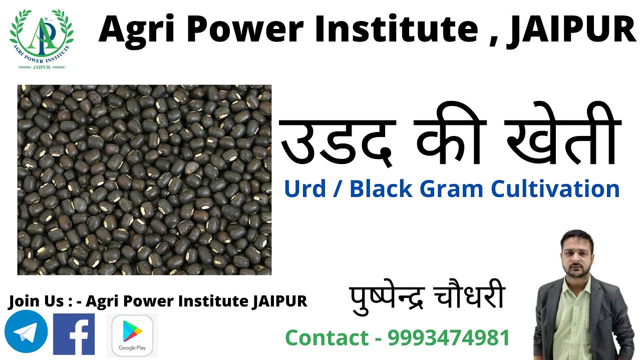[05] Pulses || Urd daal || Black gram cultivation || Pushpendra Choudhary -9993474981