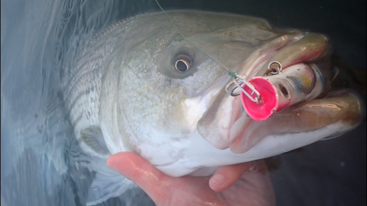 BIG Fall Surfcasting Stripers - Topwater!
