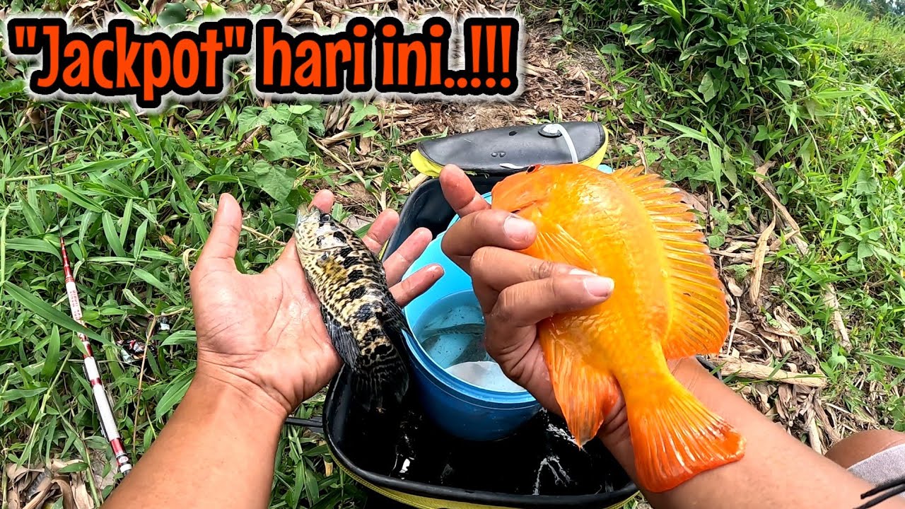 JACPOT BESAR ‼️ KALAU YANG INI BARU SIZE PRESIDEN || mancing ikan red devil NAHOL MANIA