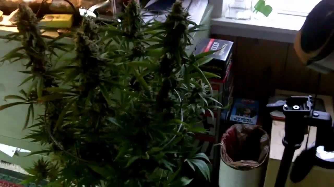 Chocolope Harvest