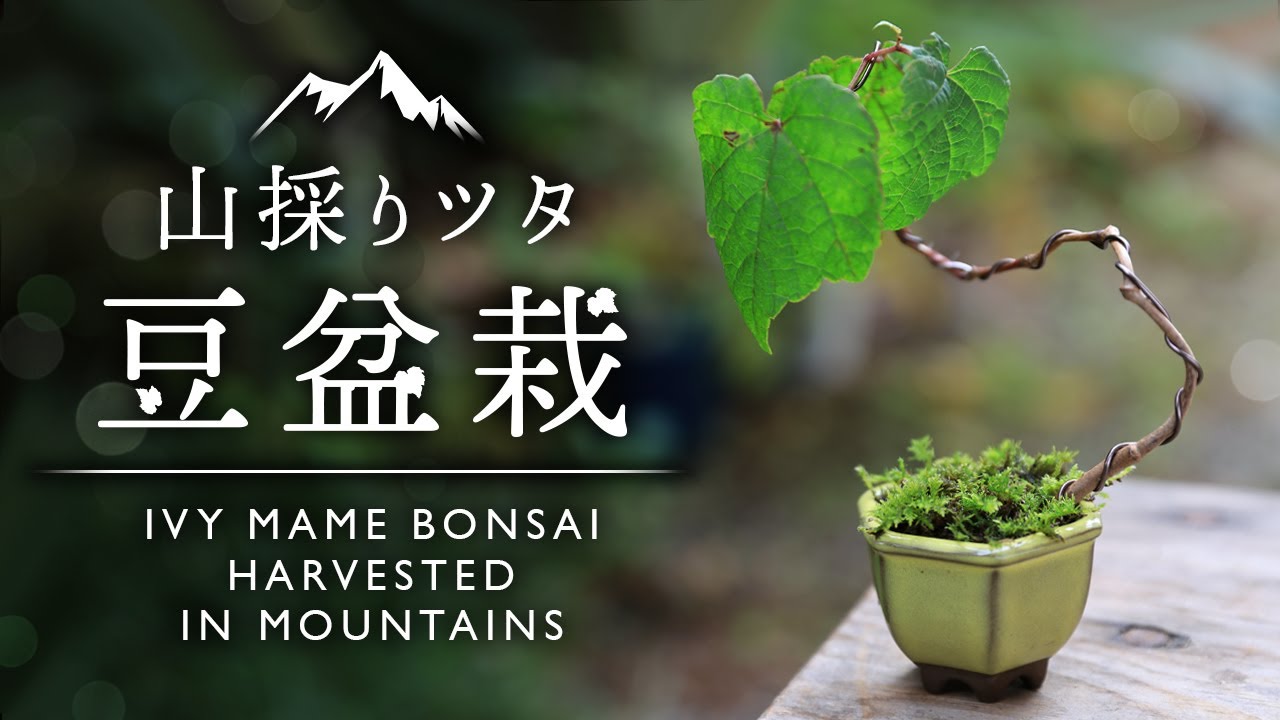 山採りツタで豆盆栽 【Bonsai diary 盆栽日記 10/30】初心者の簡単盆栽の作り方 育て方 里山 小品盆栽 ミニ盆栽 苔 コケ ivy mini bonsai moss EOS R5撮影