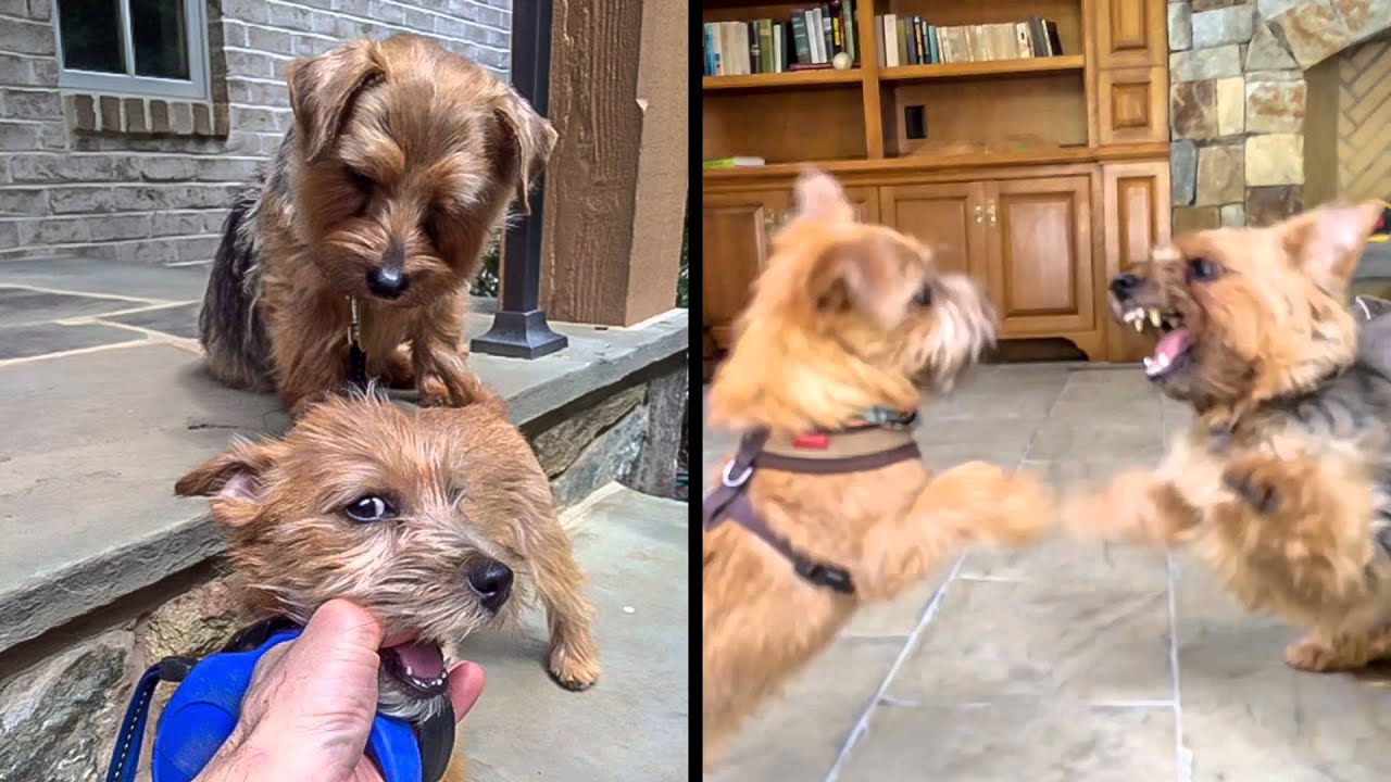 Norfolk Terrier Otto's Way