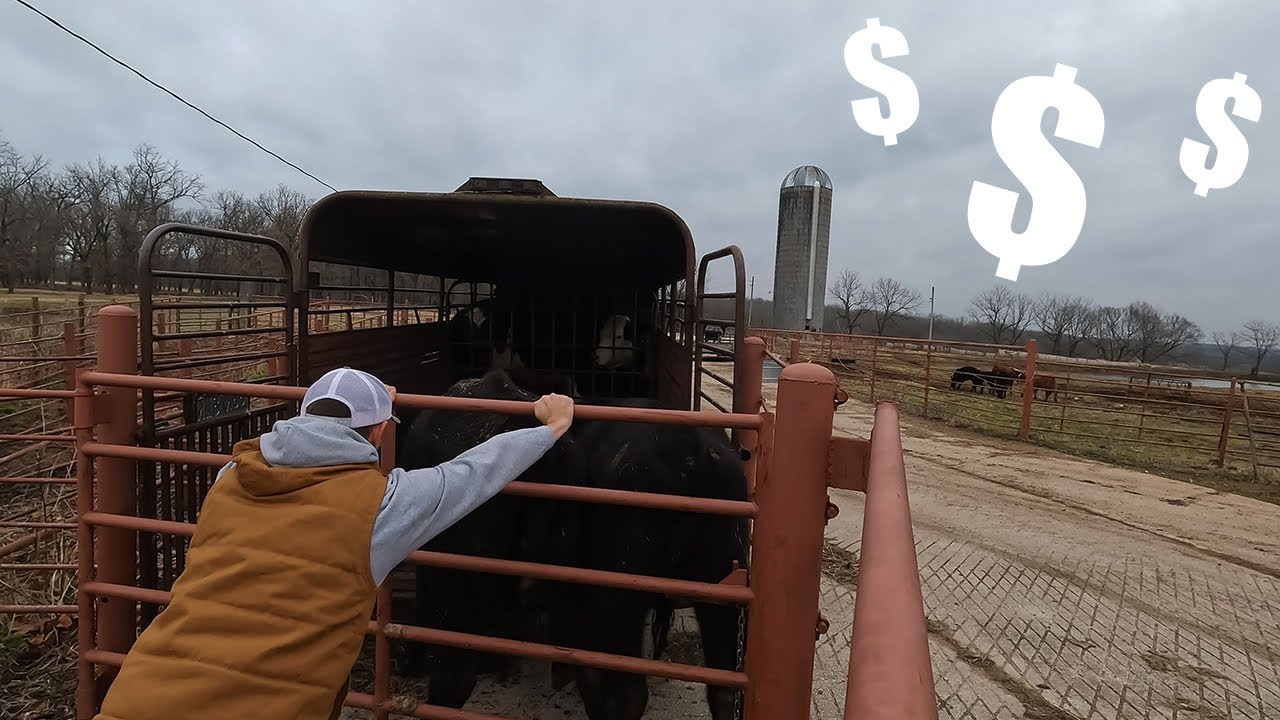 Selling Cull Cows!