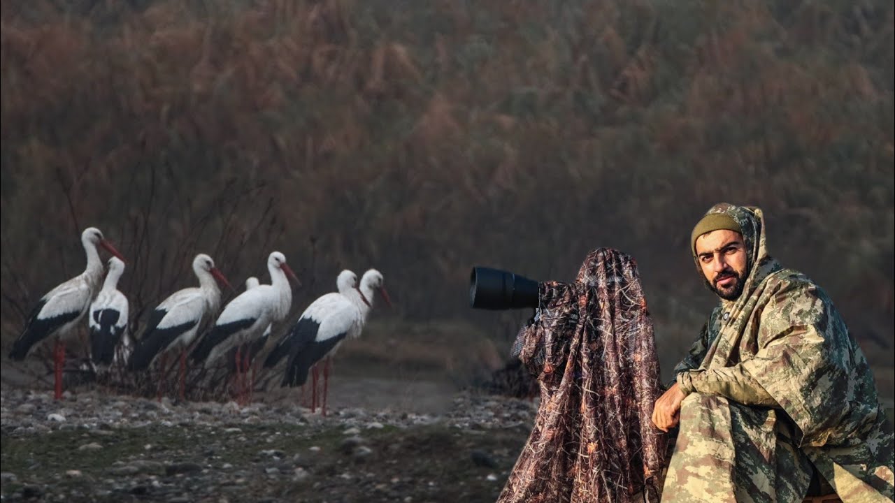 توثيق أسراب هائلة من الغربان.. طيور اللقلق الأبيض أصبحت مقيمة ولم تعد تهاجر 🔥😱