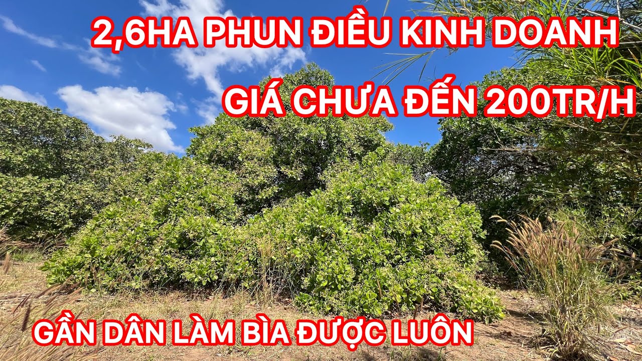 Cần chuyển nhượng gần 3ha điều kinh doanh đất đen bằng cách dân 2km mua được thu luôn Lh ngay 
