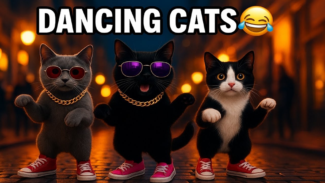 funny cats dancing videos shorts youtube and tiktok