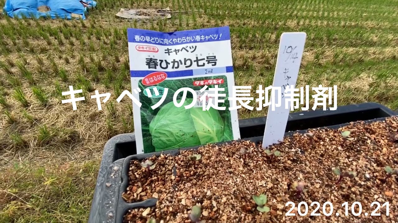 【 野菜作り 】キャベツに徒長抑制剤を散布しました。