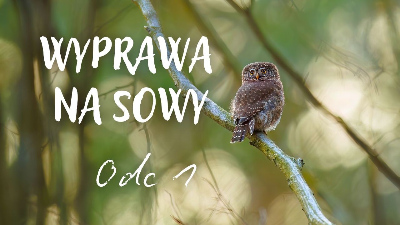 Wyprawa na sowy, a dokładnie na sóweczkę i włochatkę - Mój pierwszy vlog o fotografii przyrodniczej