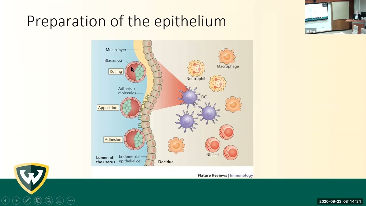 Immunology of Implantation - Gil Mor, MD, PhD
