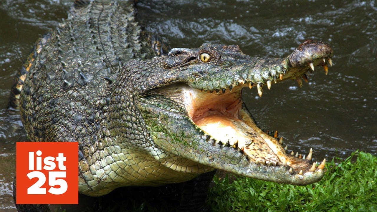 25 SCARIEST Animals You Should Run Away From
