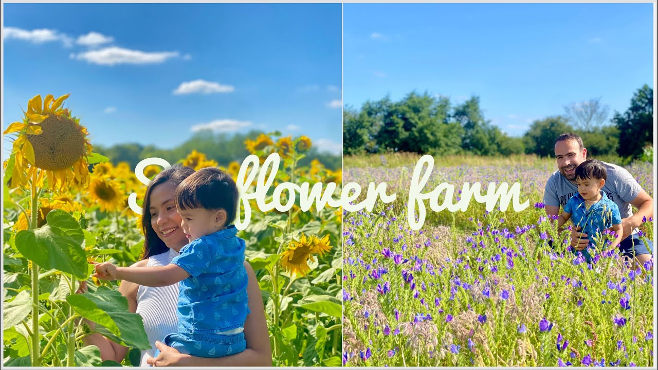 Visiting the Sunflower Farm | Jeneveive
