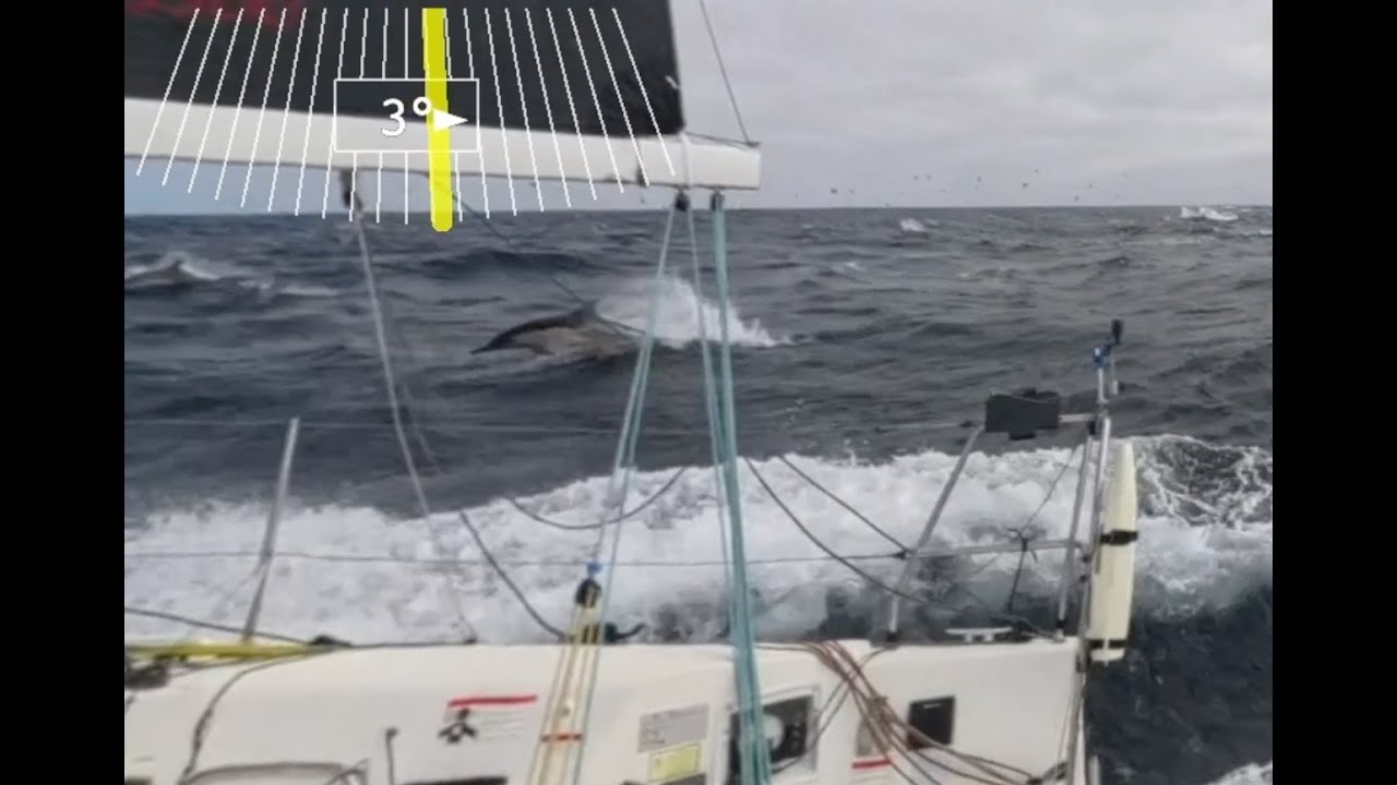 Dolphins and Surfing, California Offshore Race Week 2024