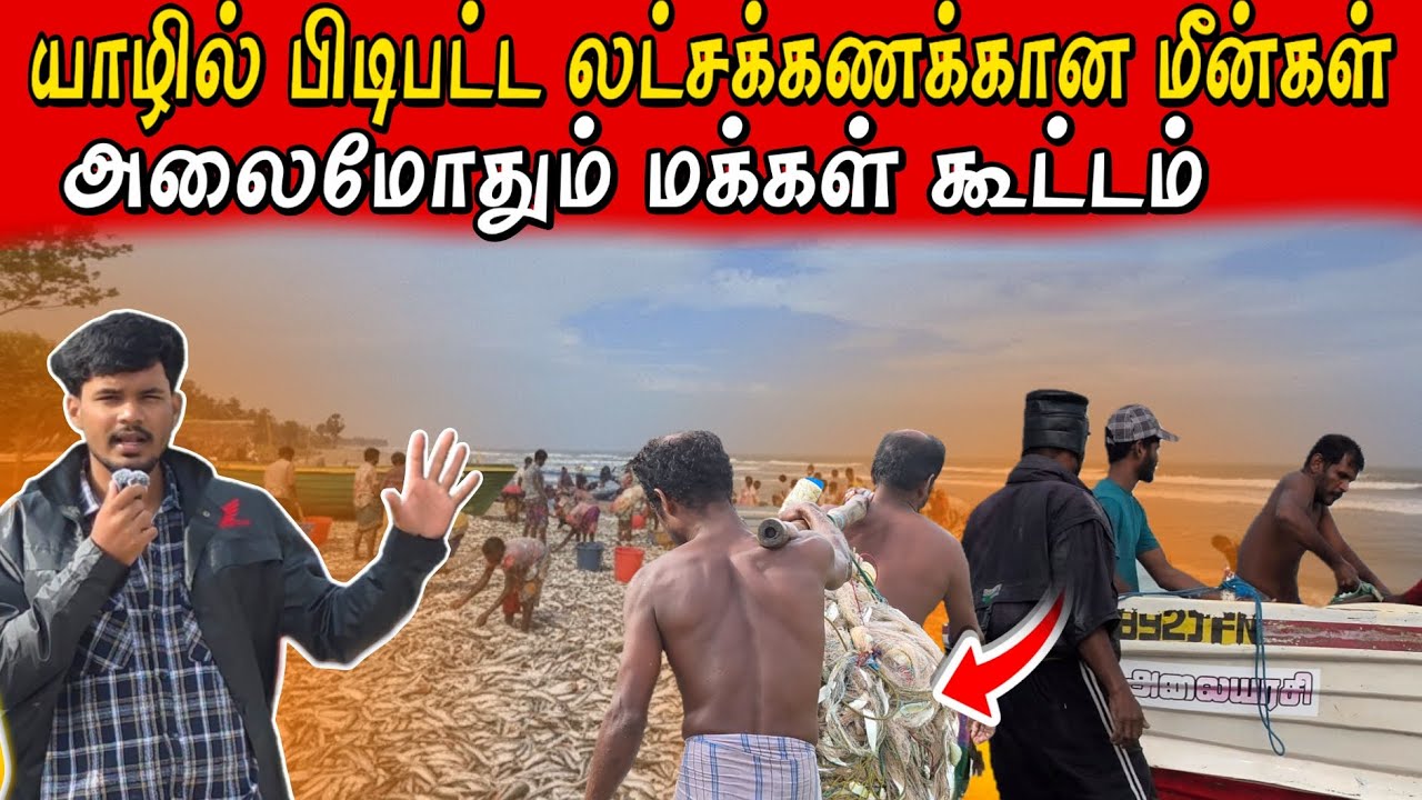 🔴சற்றுமுன் யாழில் கொட்டப்பட்ட லட்சக்கணக்கான மீன்கள் #Millions of fish dumped in Jaffna a while ago🫢