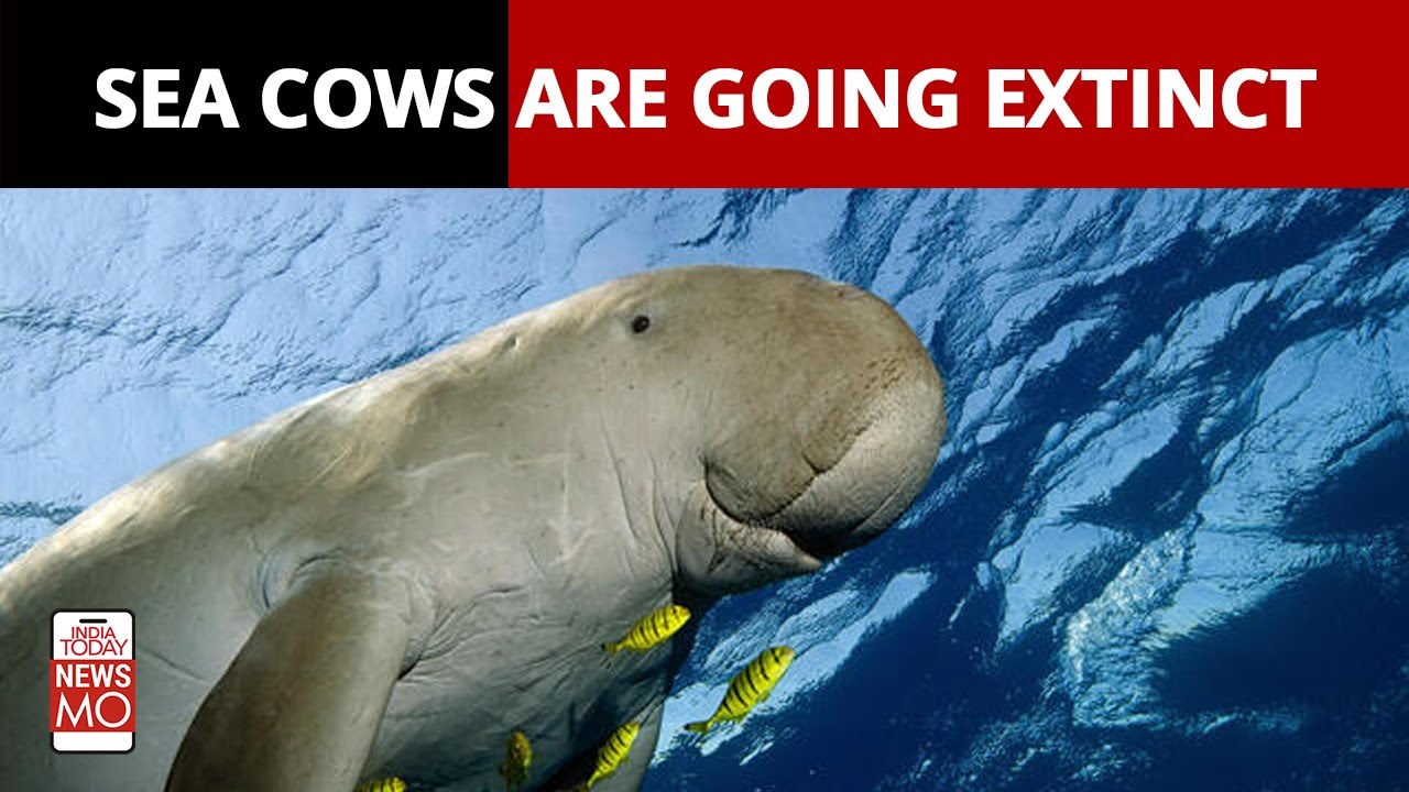 India Gets Its First Dugong Conservation Reserve In Tamil Nadu: What Are Dugongs Or Sea Cows?